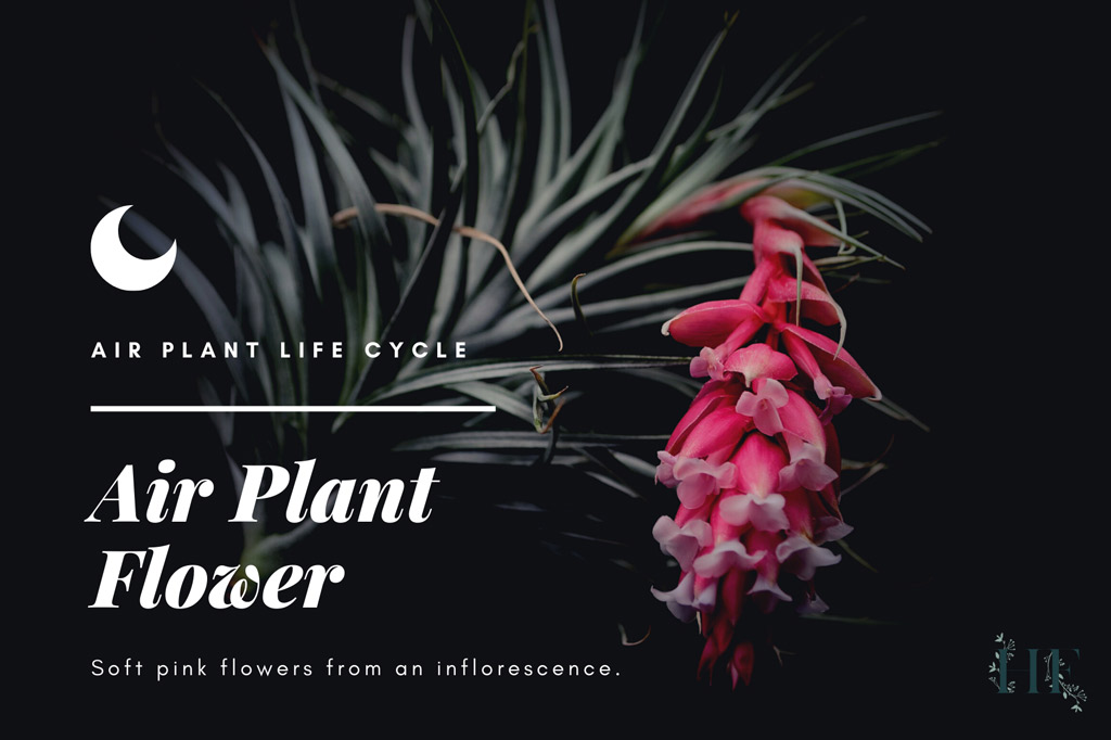air-plant-flower-bloom