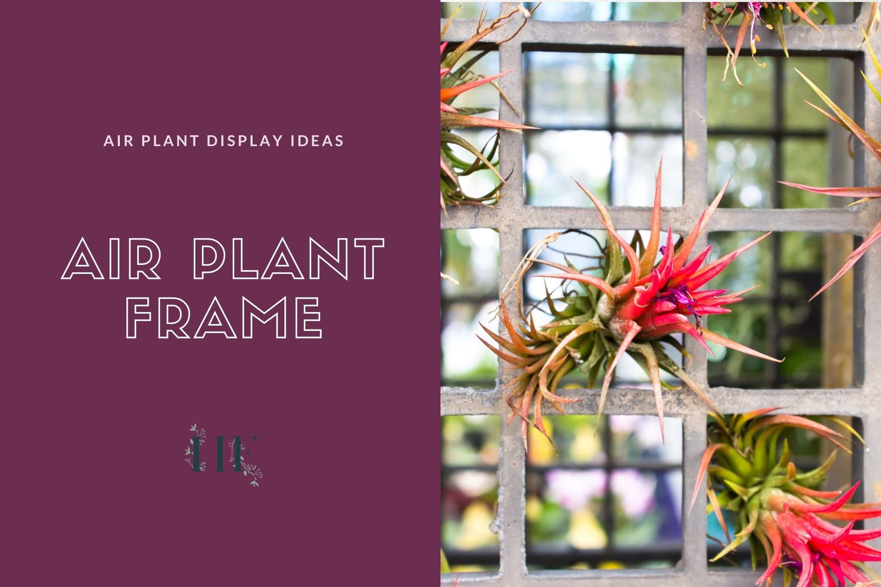 air-plant-frame