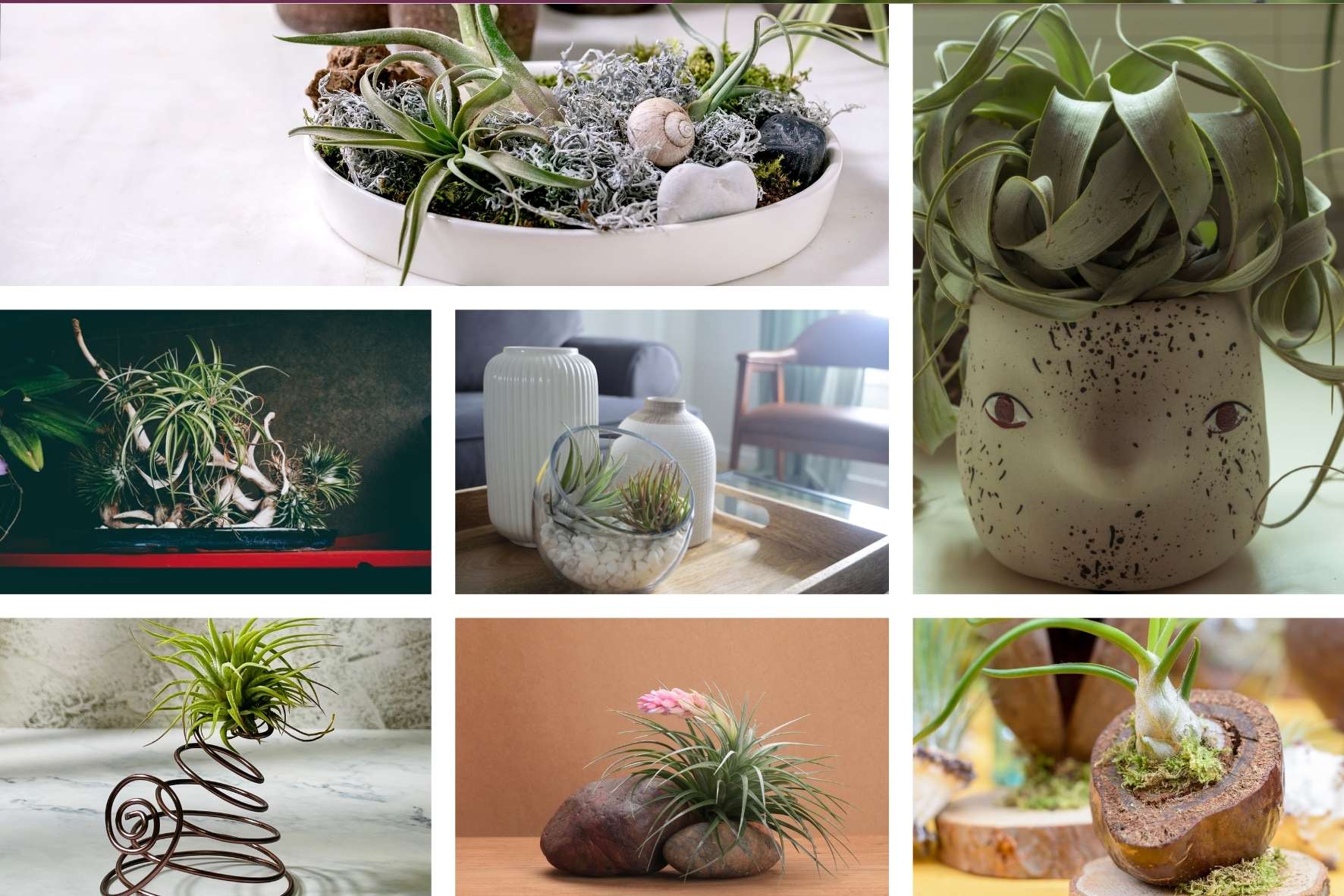 air-plant-holder-ideas