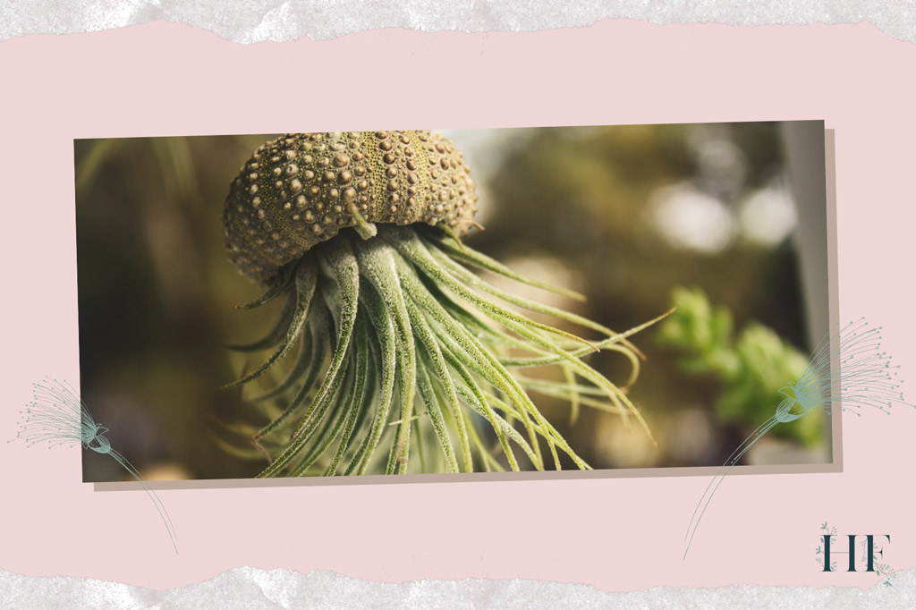 air-plant-humidity-needs