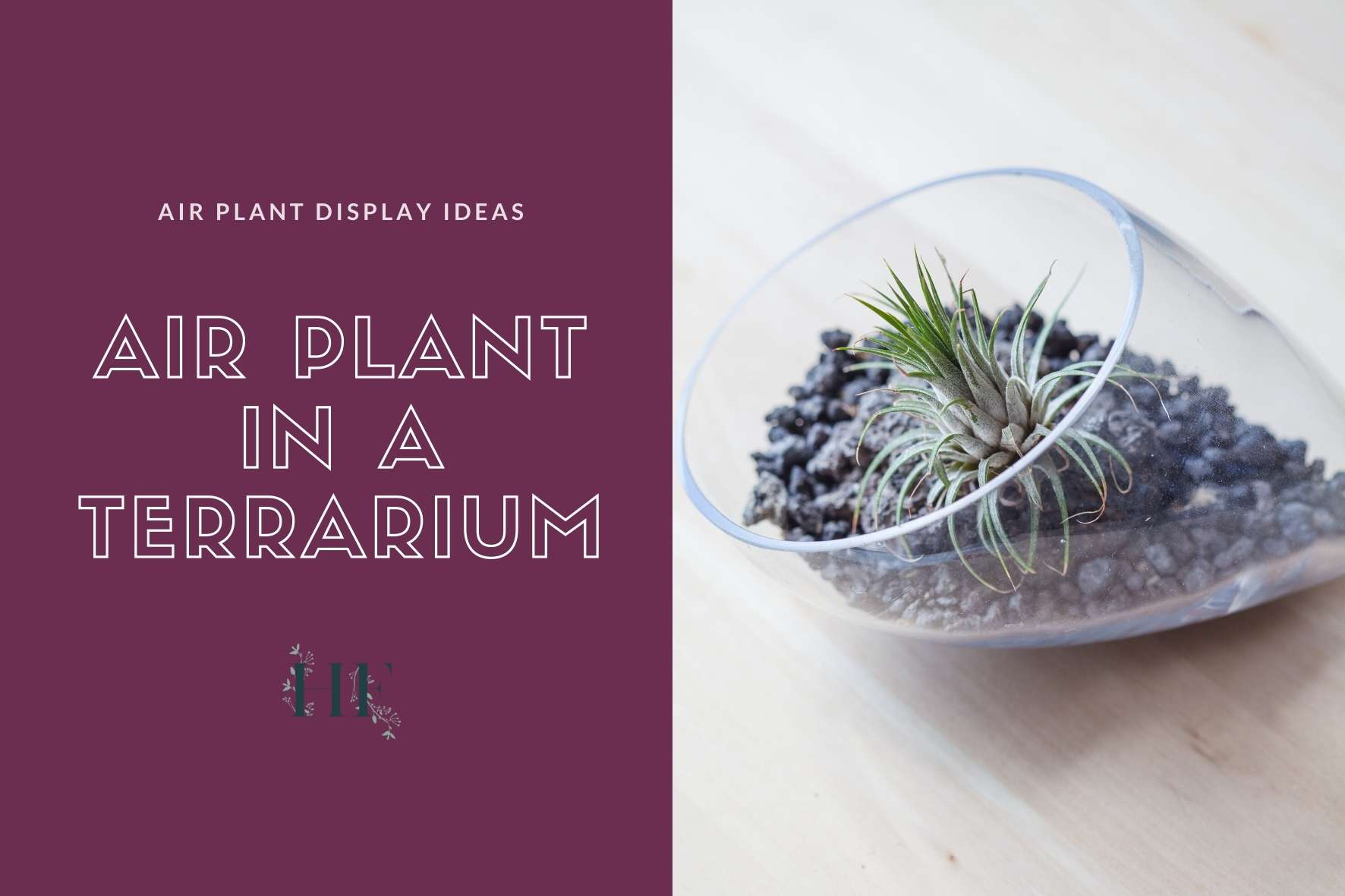 air-plant-in-terrarium