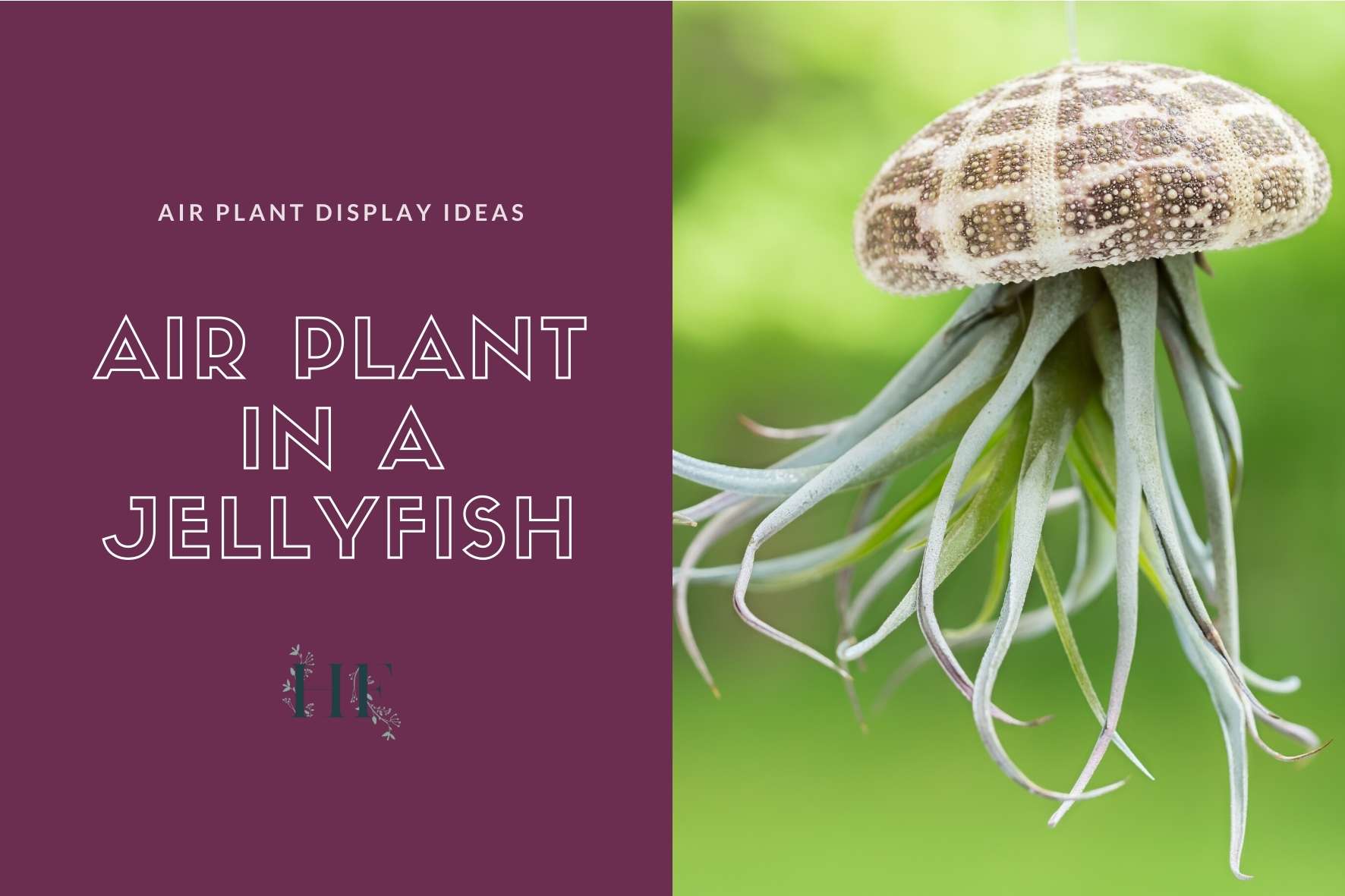 air-plant-jellyfish