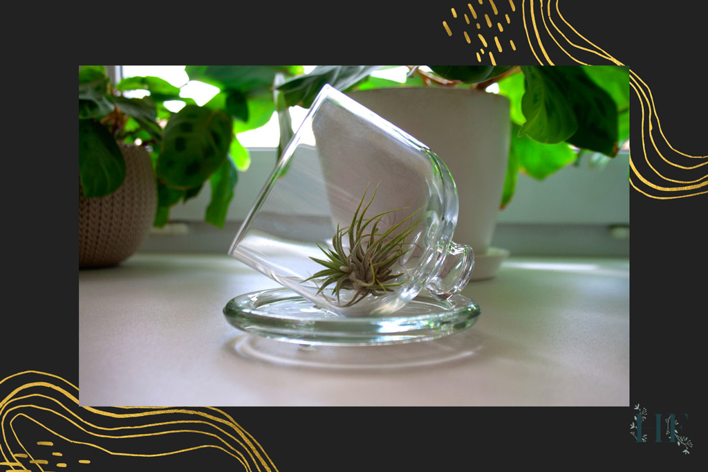 air-plant-light-needs-indoors