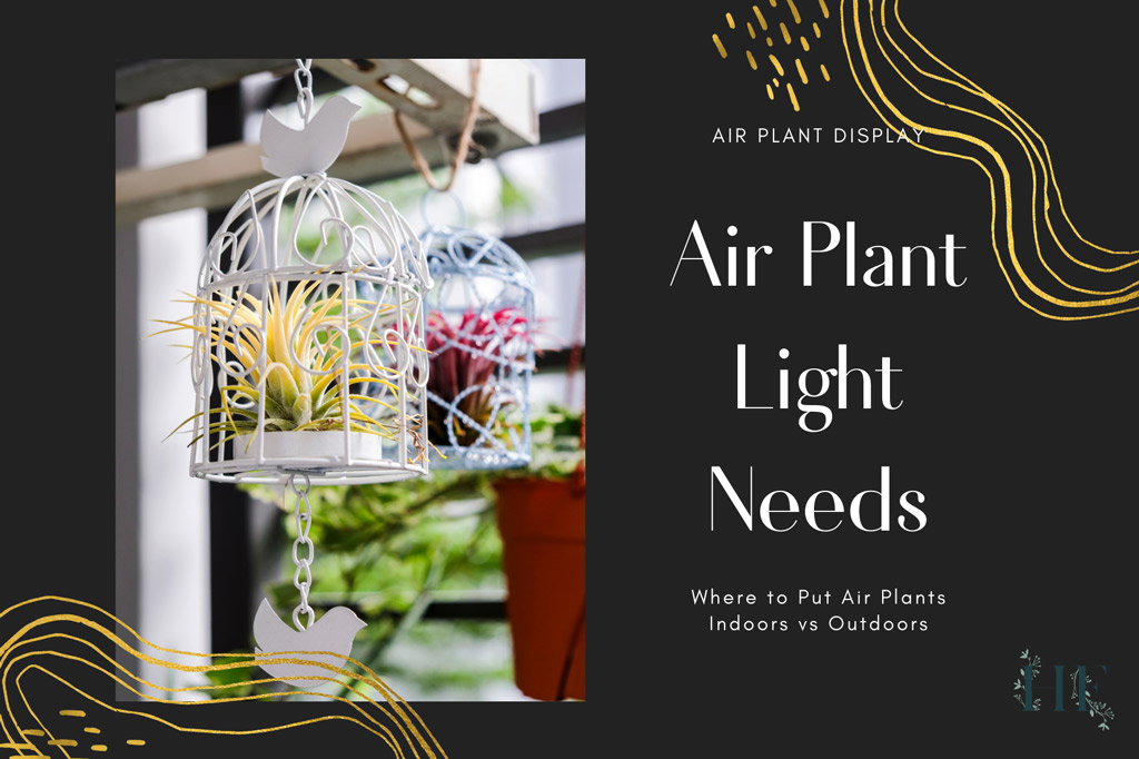 air-plant-light-needs-outdoors