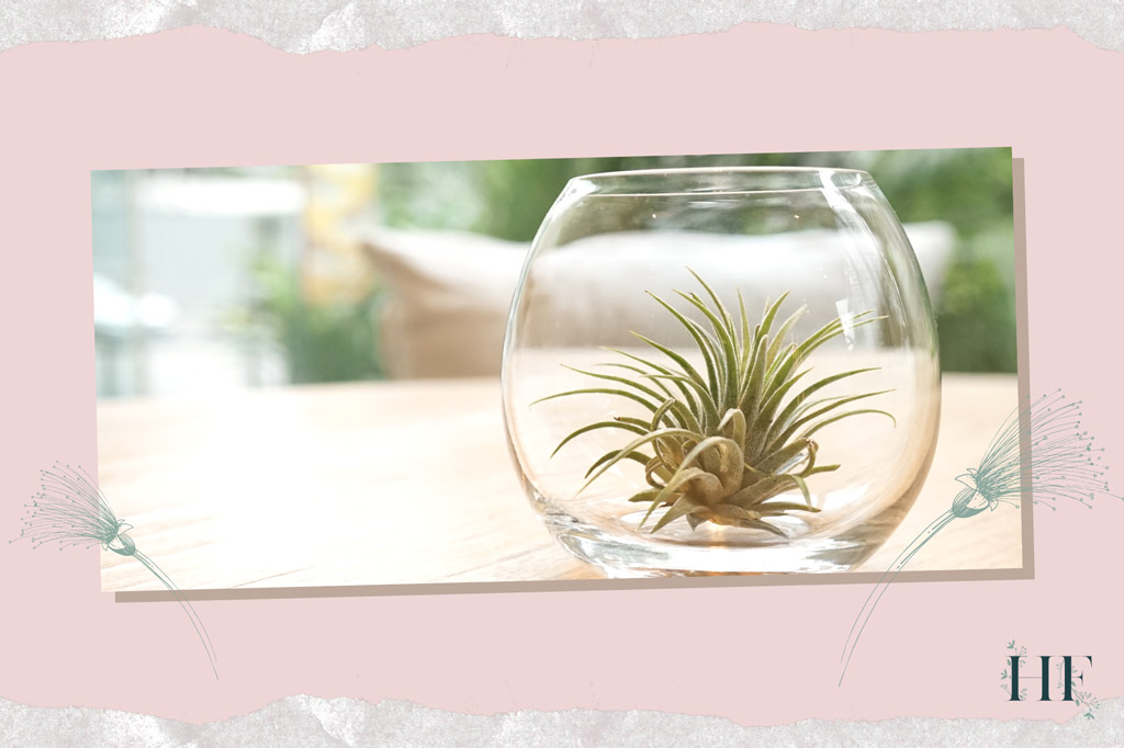 air-plant-light-needs