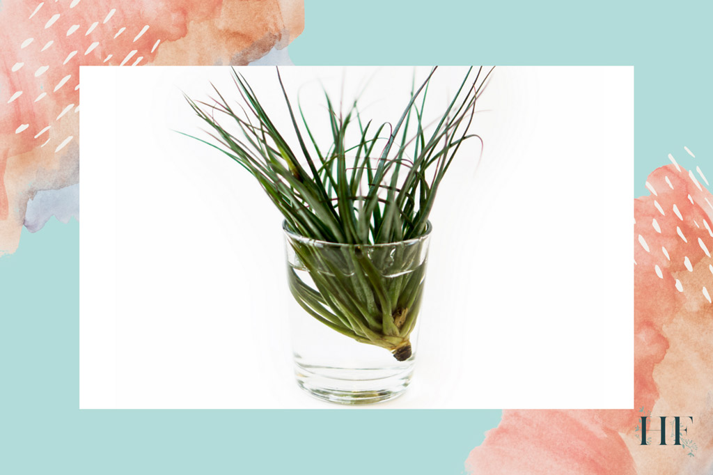 air-plant-overwatering-and-dehydration