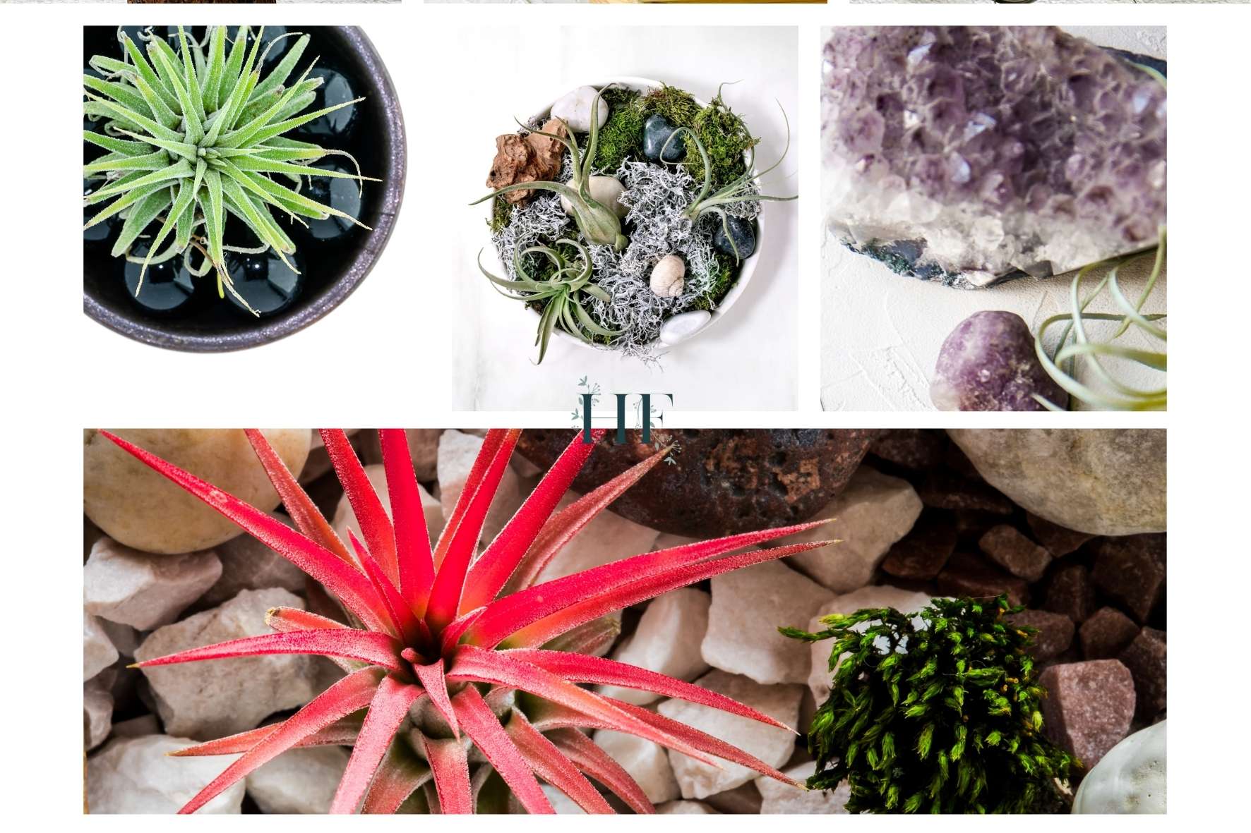 air-plant-pebbles-and-gravel