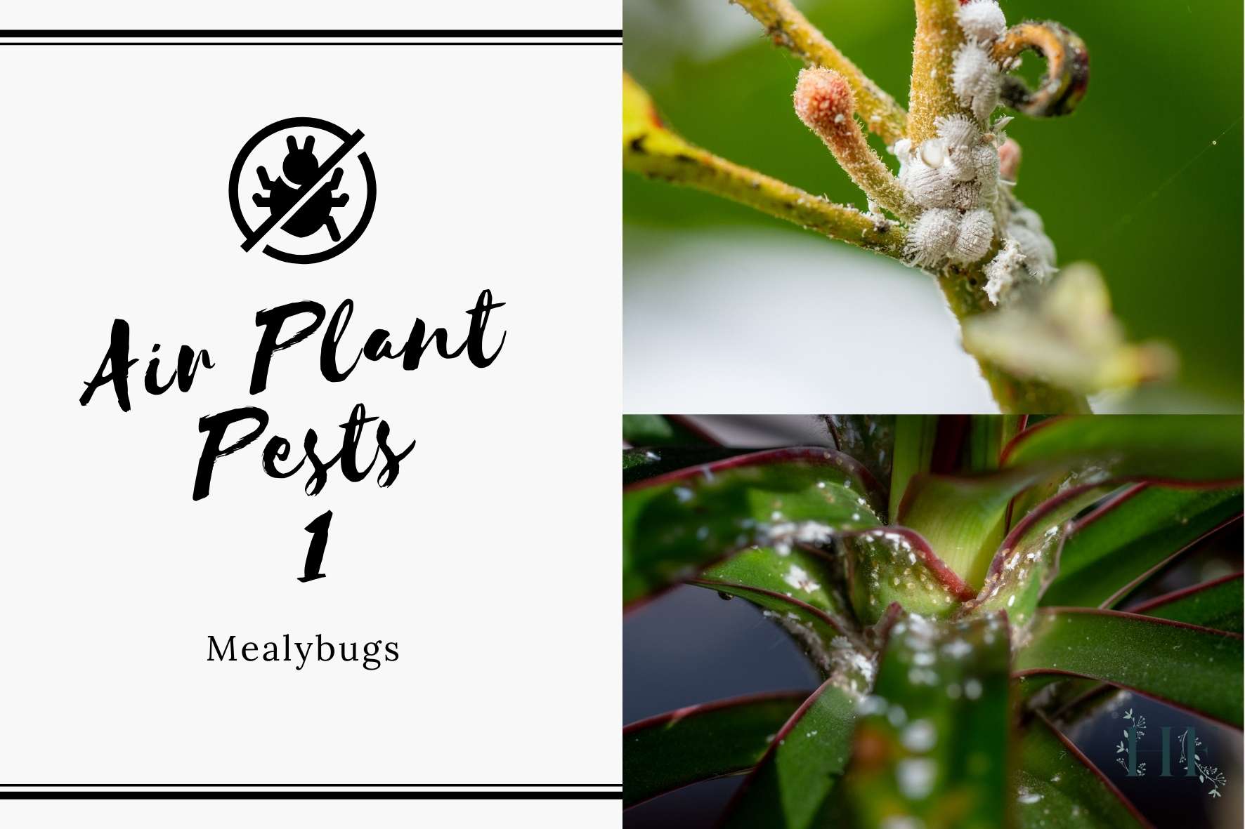 air-plant-pests-1-mealybugs