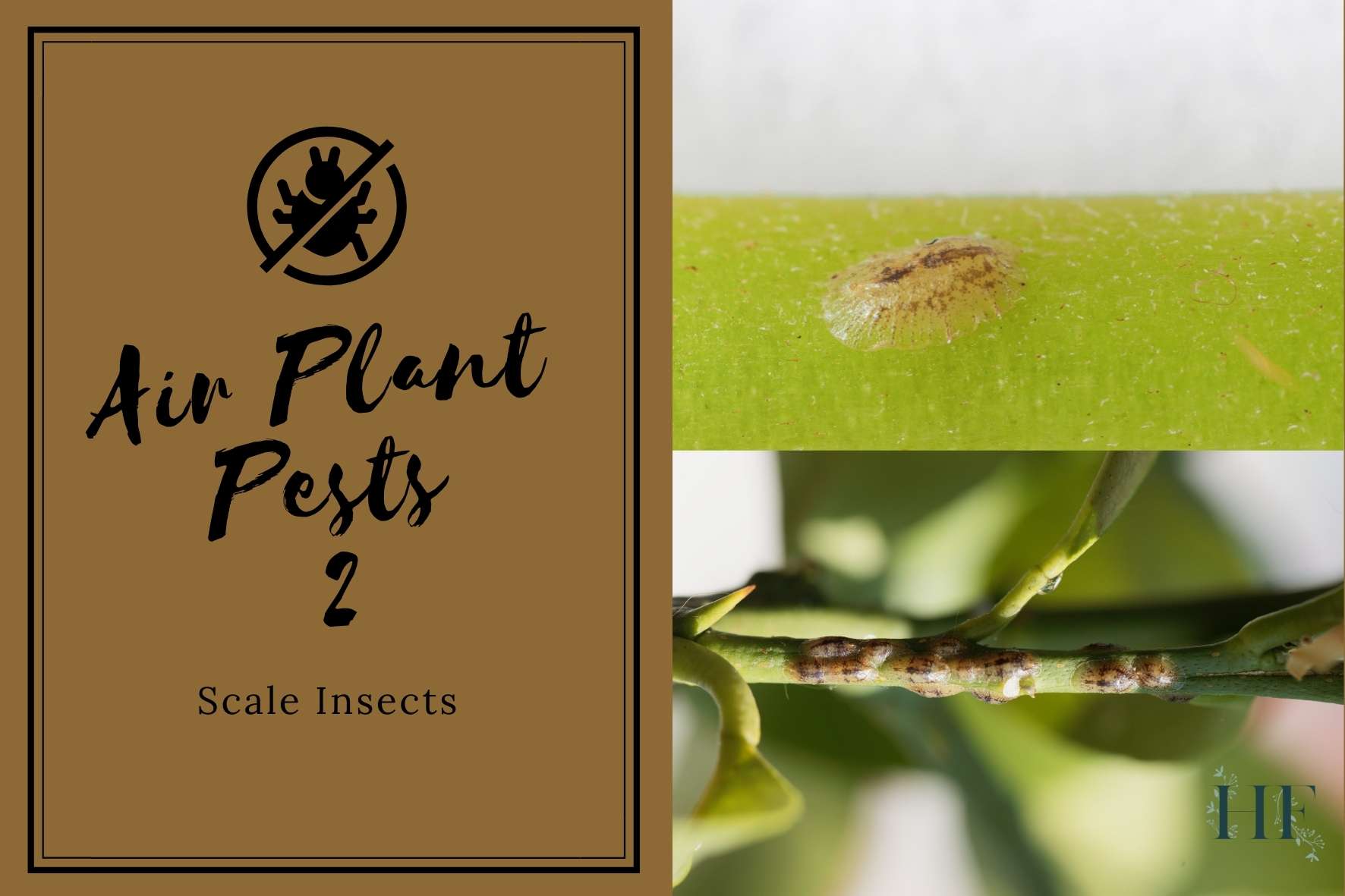air-plant-pests-2-scale-insects