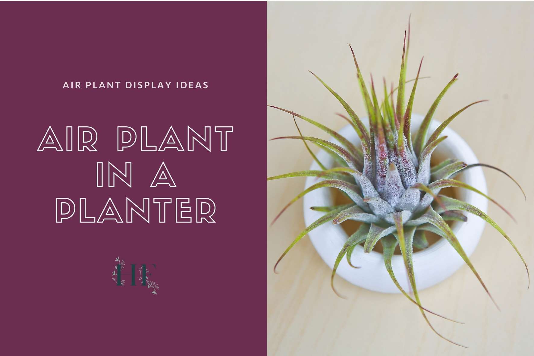 air-plant-planter