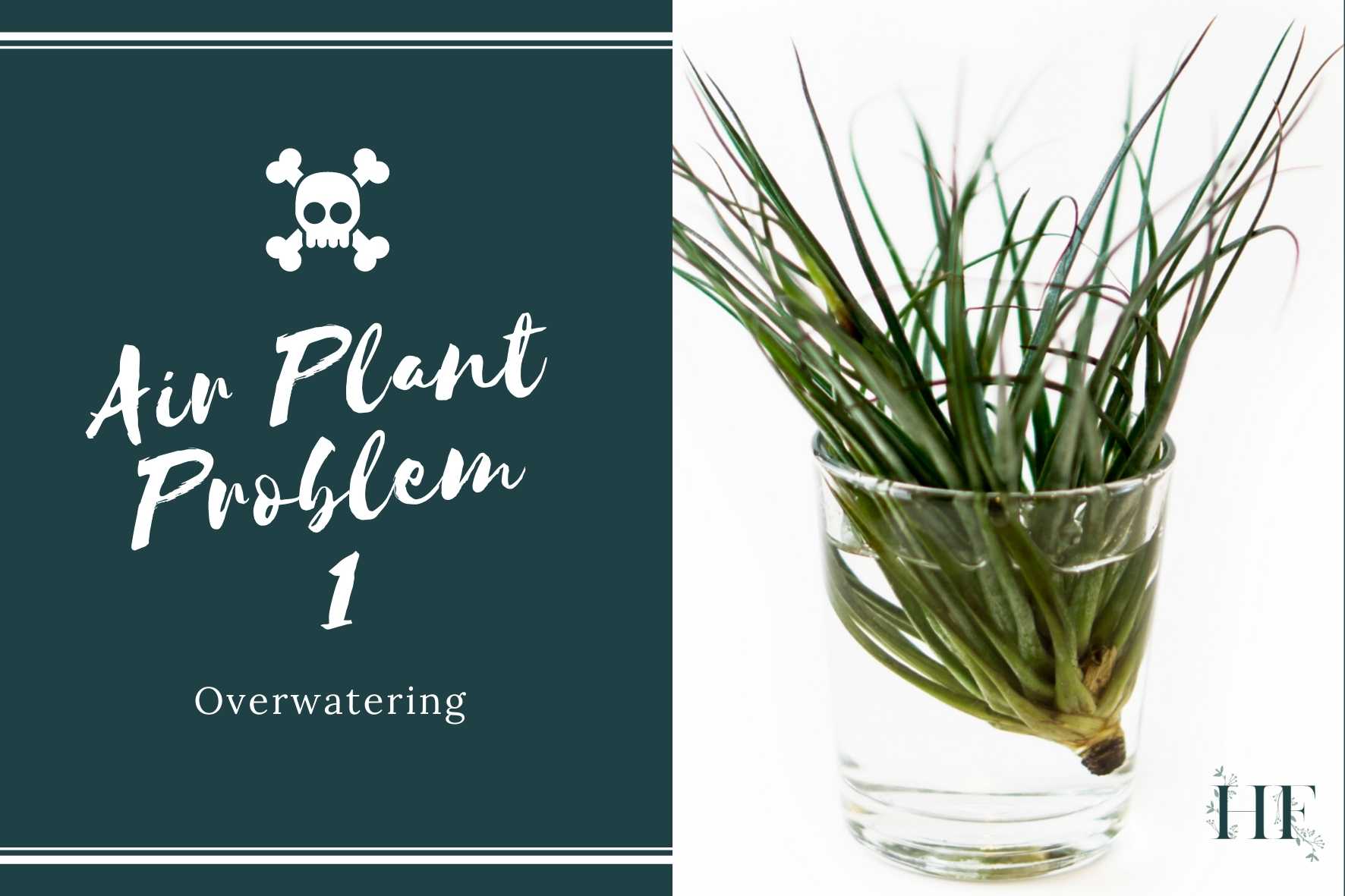 air-plant-problems-1-overwatering