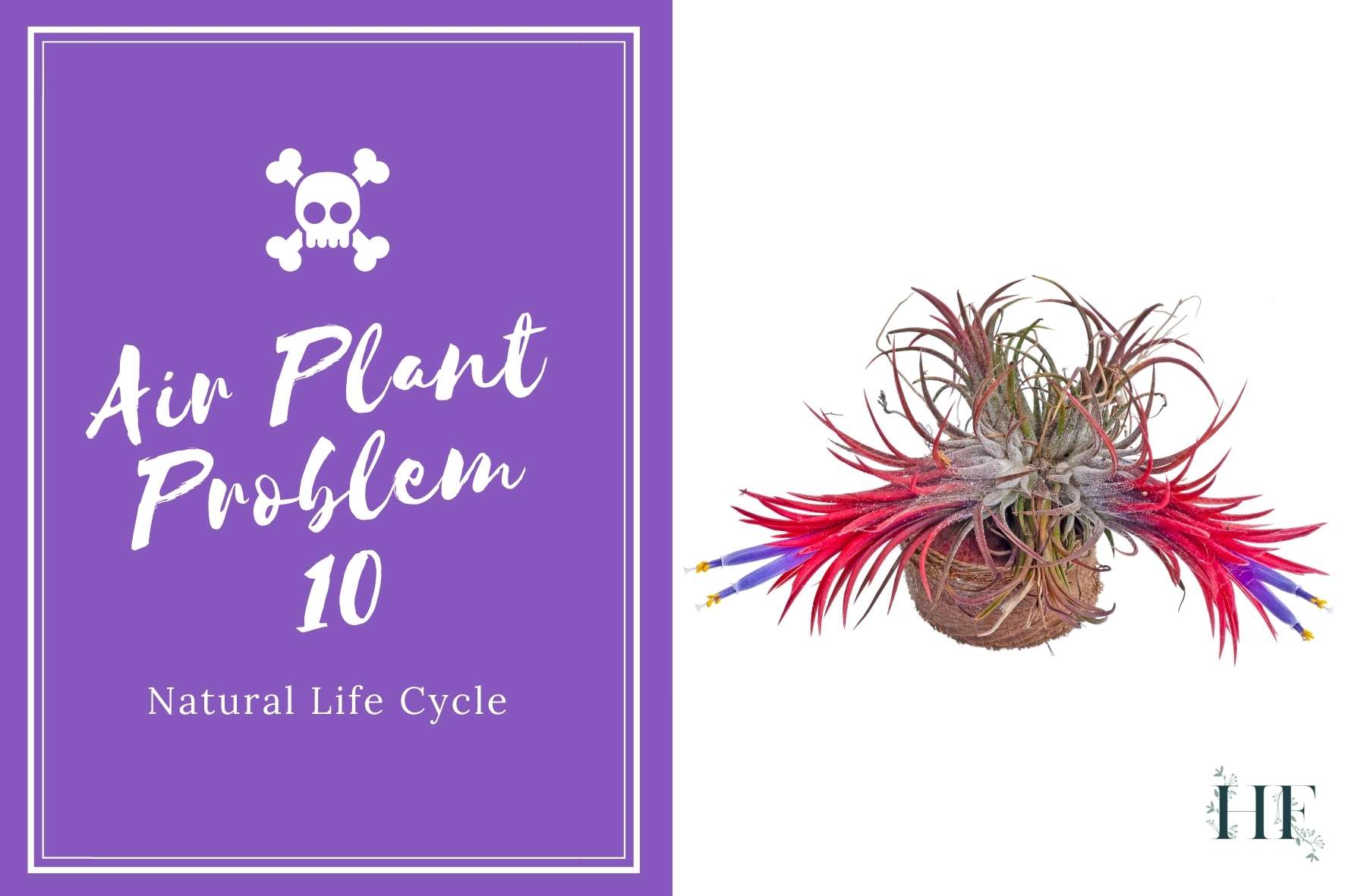air-plant-problems-10-natural-life-cycle