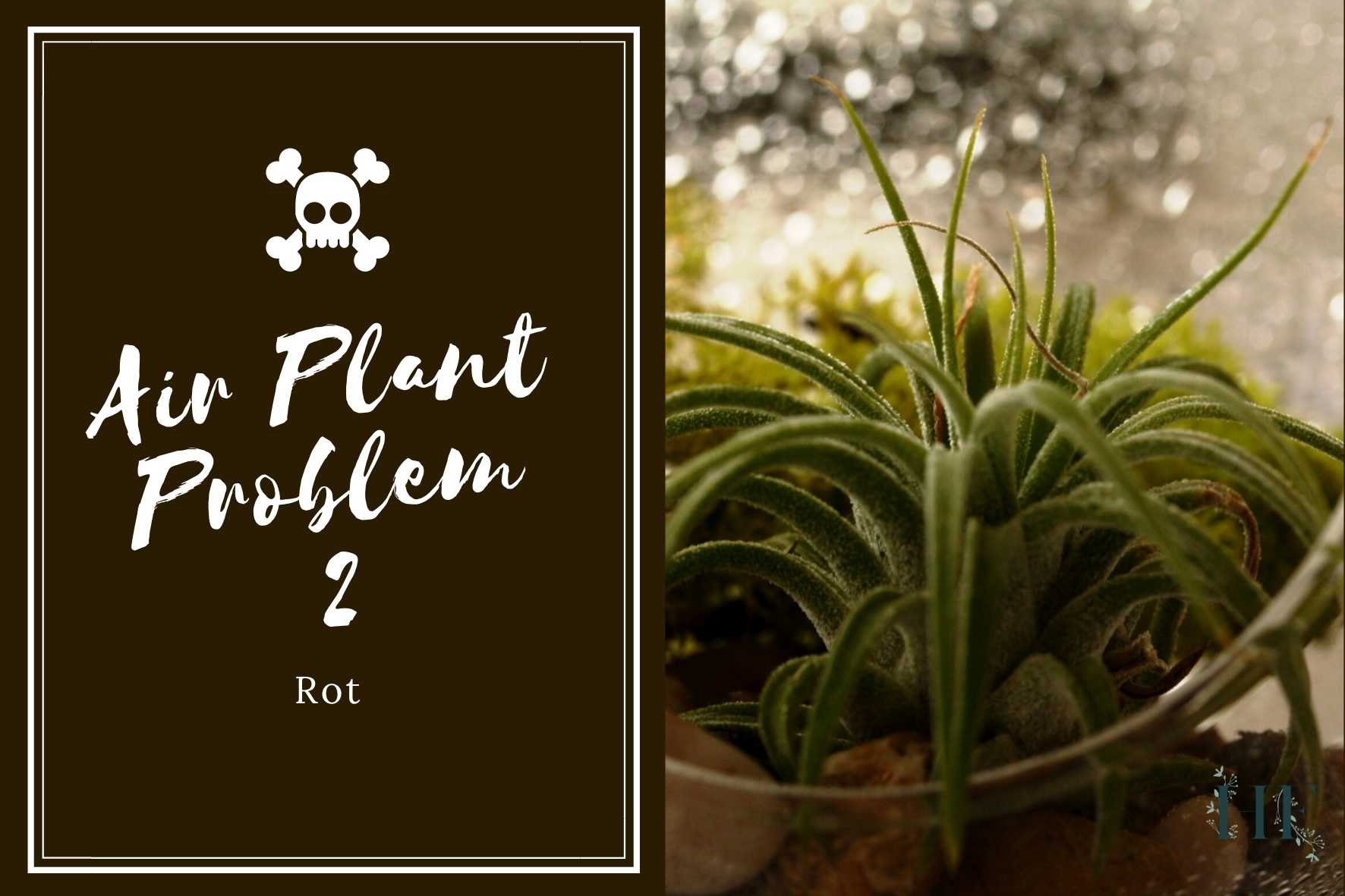 air-plant-problems-2-rot