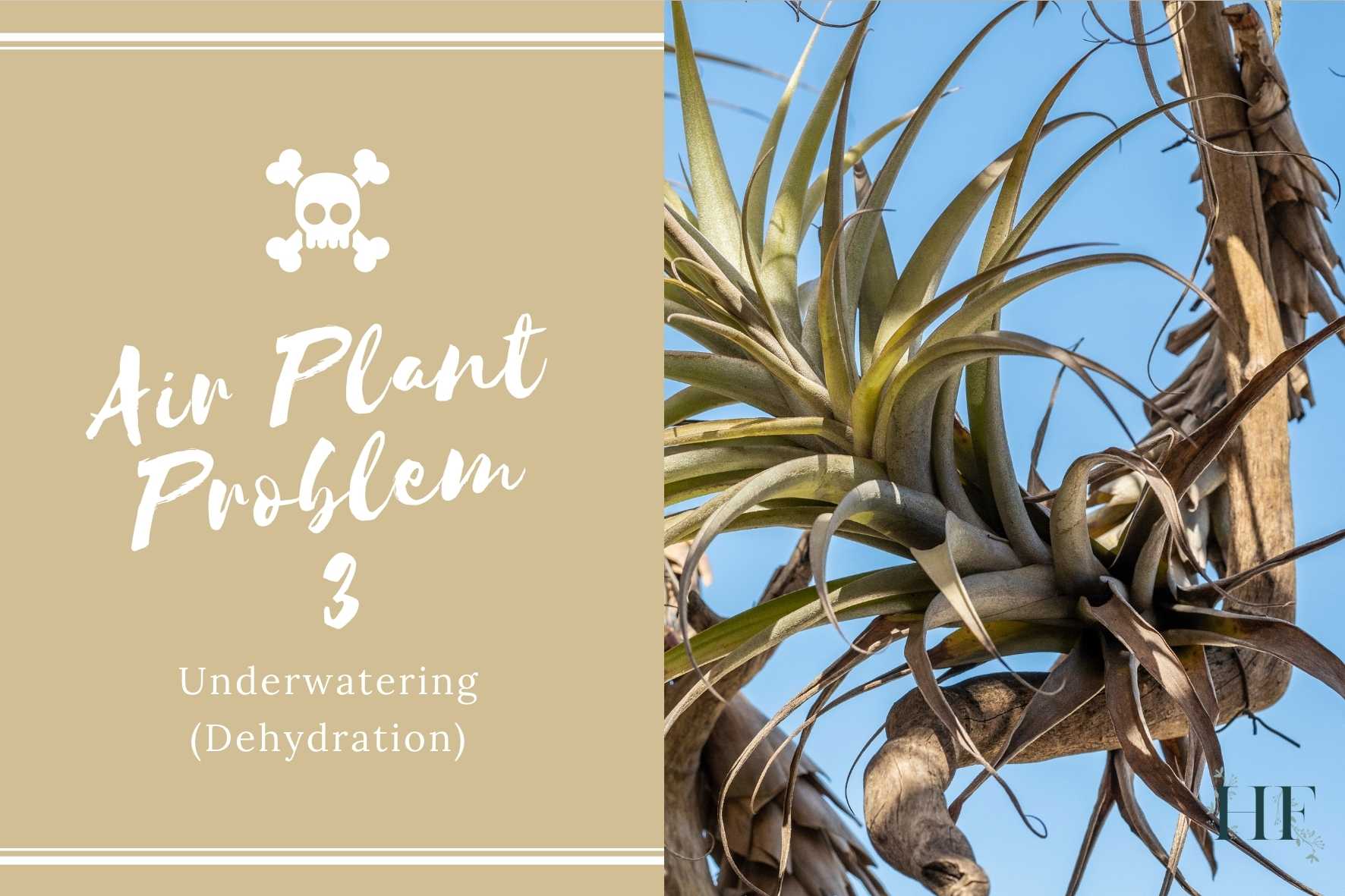 air-plant-problems-3-underwatering-dehydration