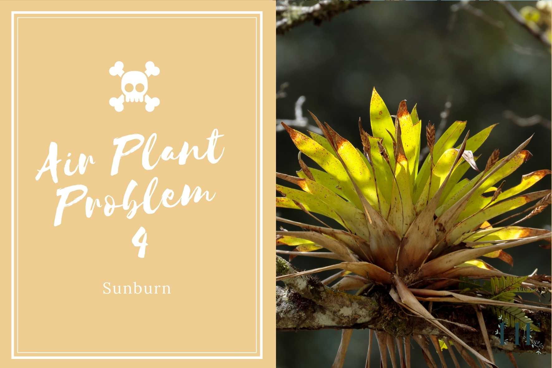 air-plant-problems-4-sunburn