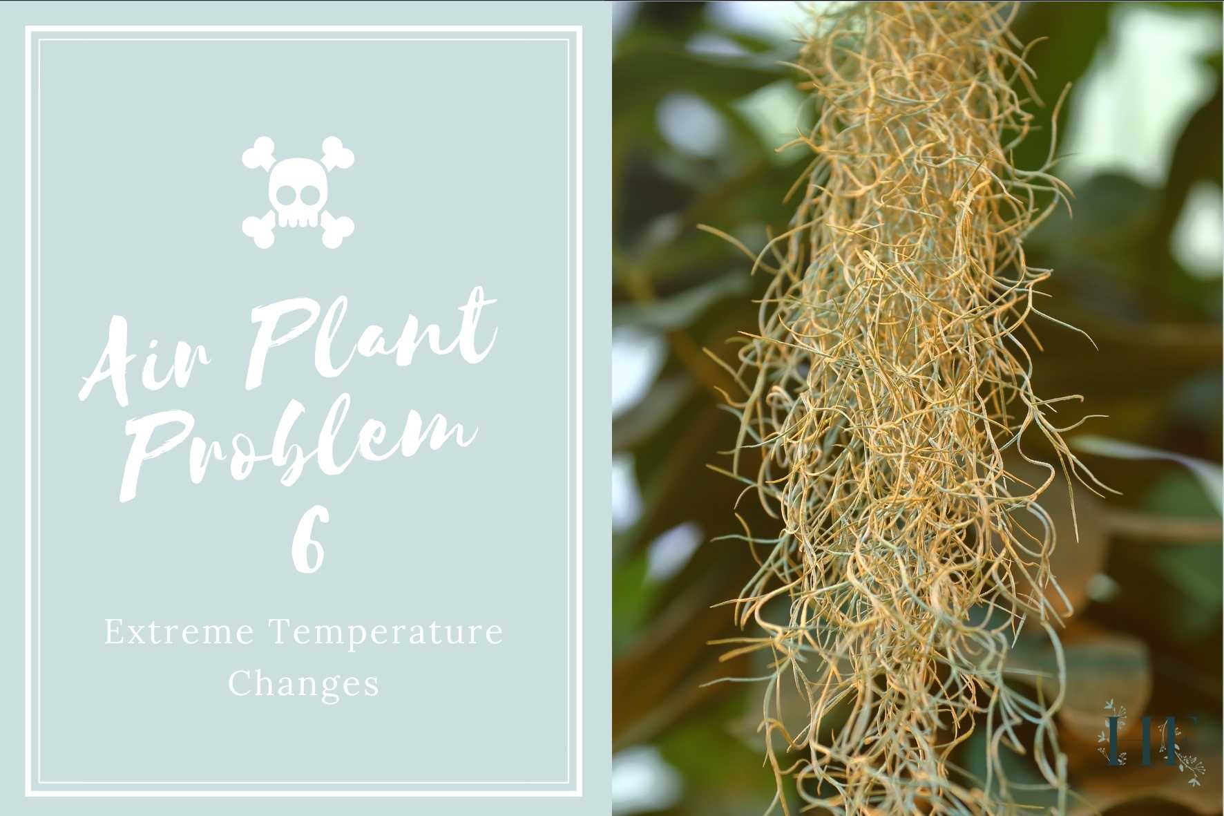 air-plant-problems-6-extreme-temperature-changes