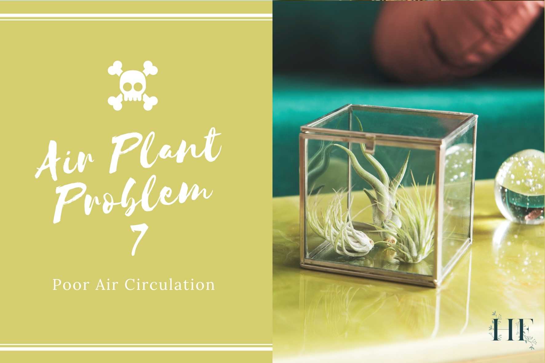 air-plant-problems-7-poor-air-circulation