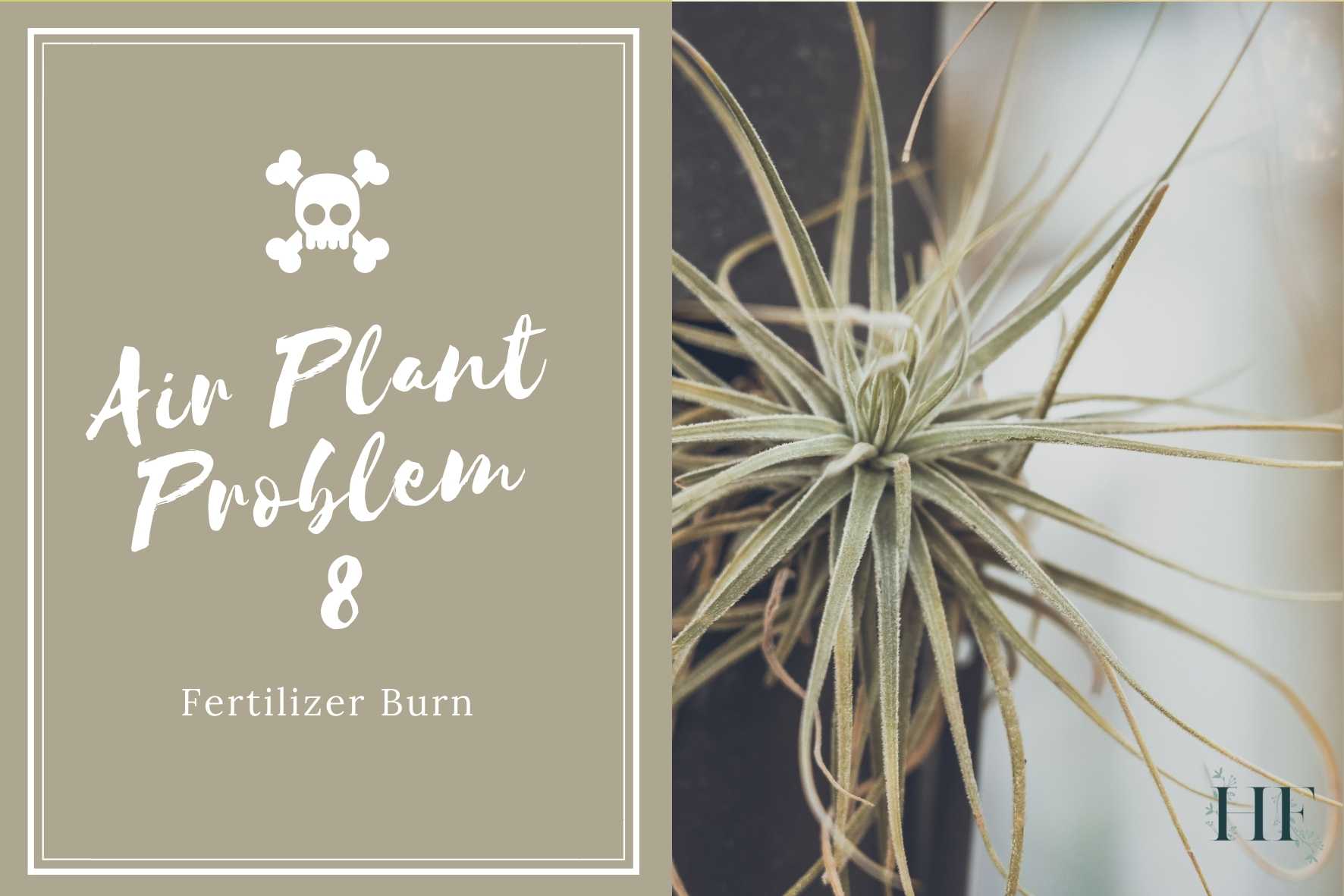 air-plant-problems-8-fertilizer-burn