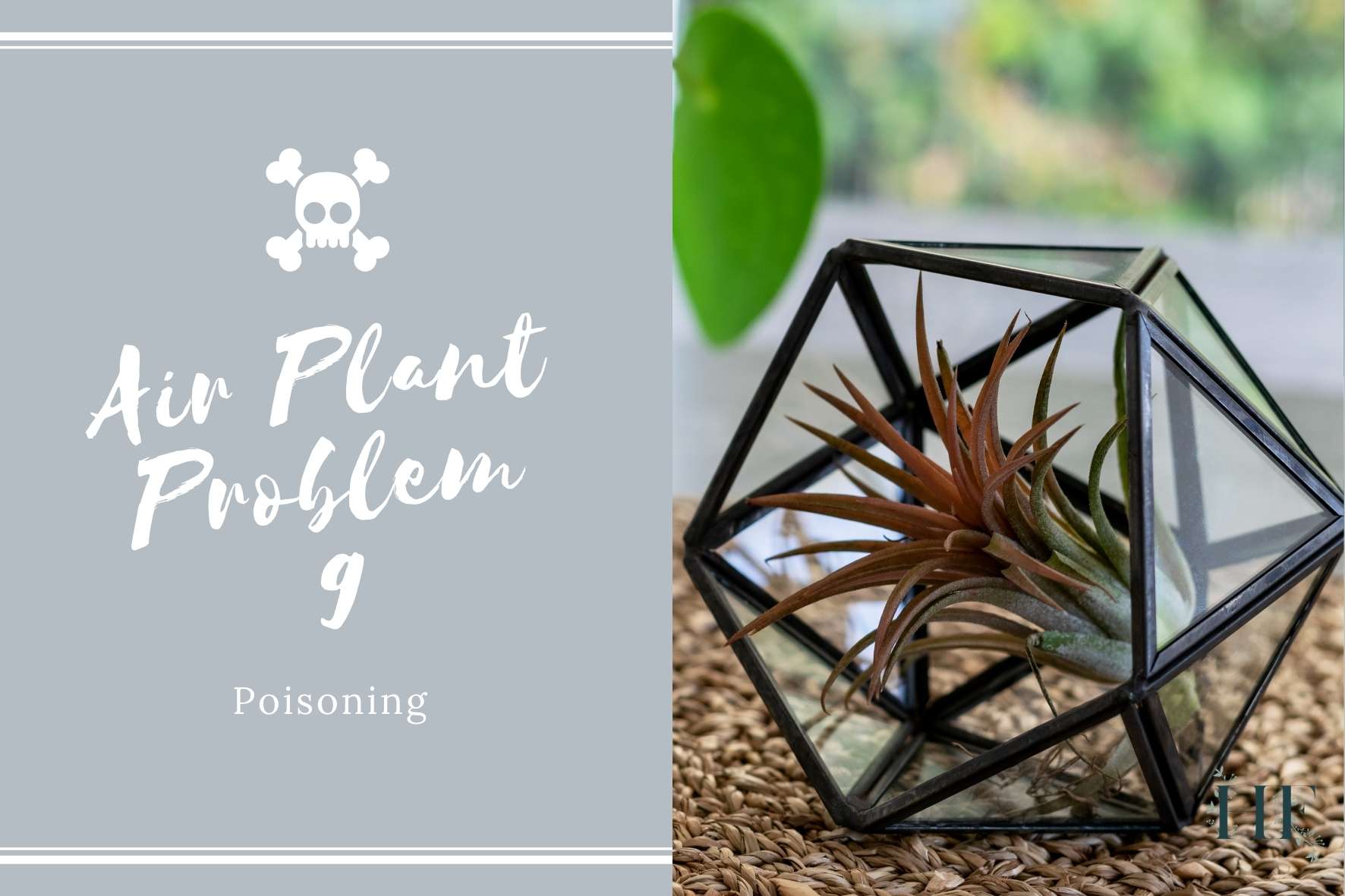 air-plant-problems-9-poisoning