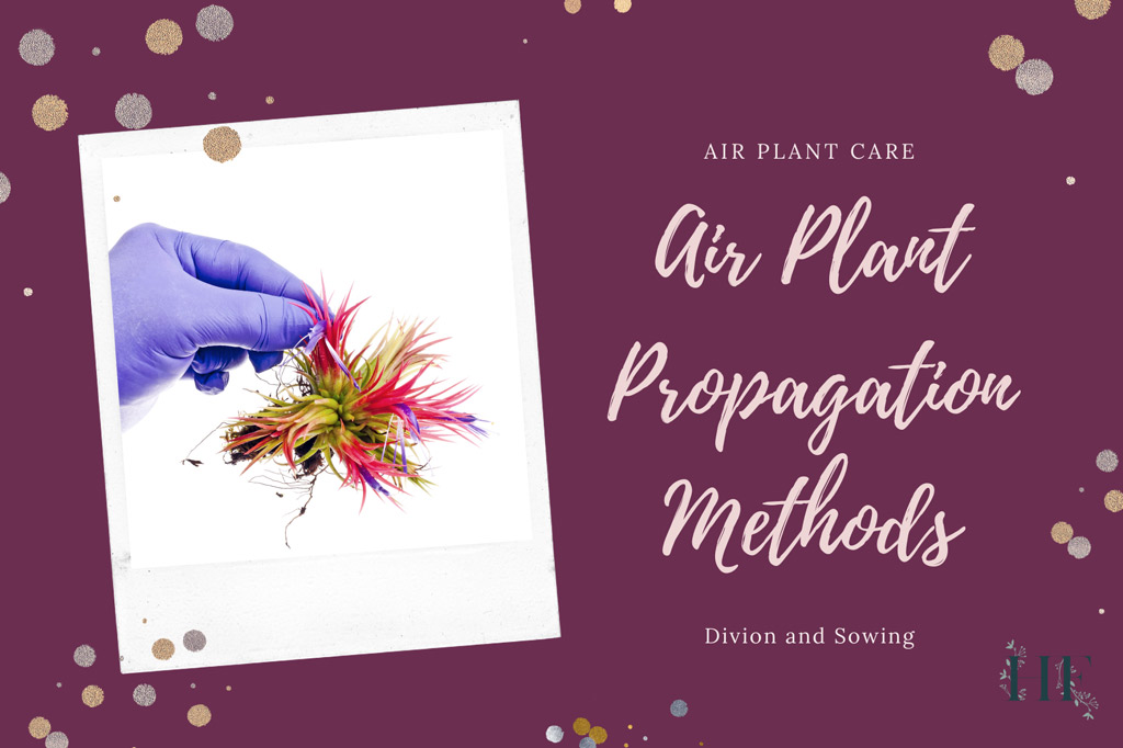 air-plant-propagation-division-and-sowing