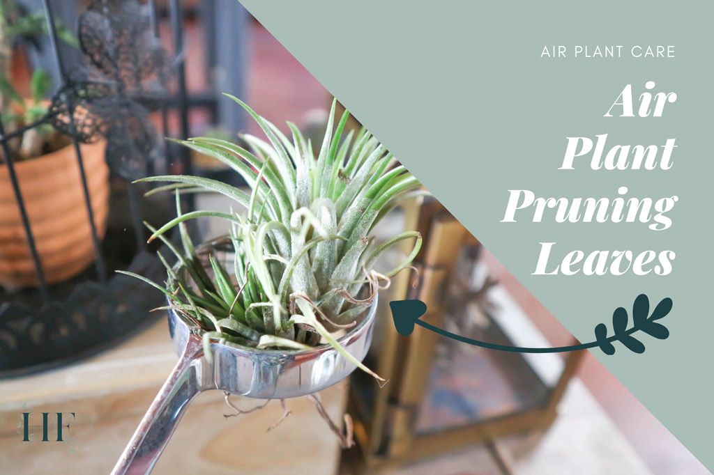 air-plant-pruning-leaves