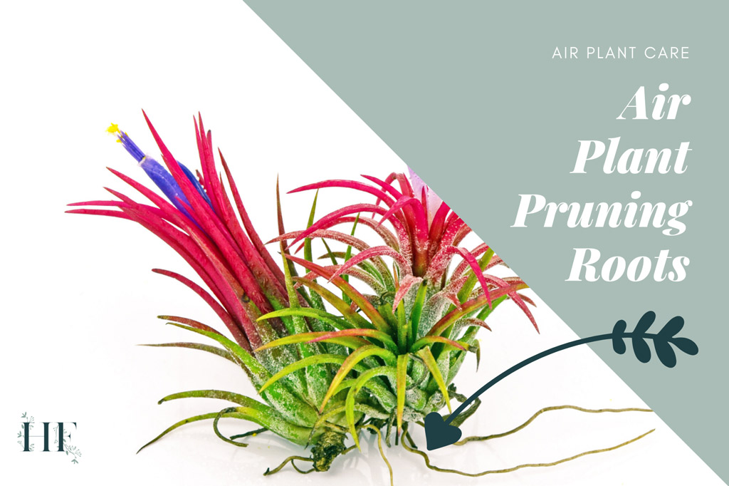 air-plant-pruning-roots