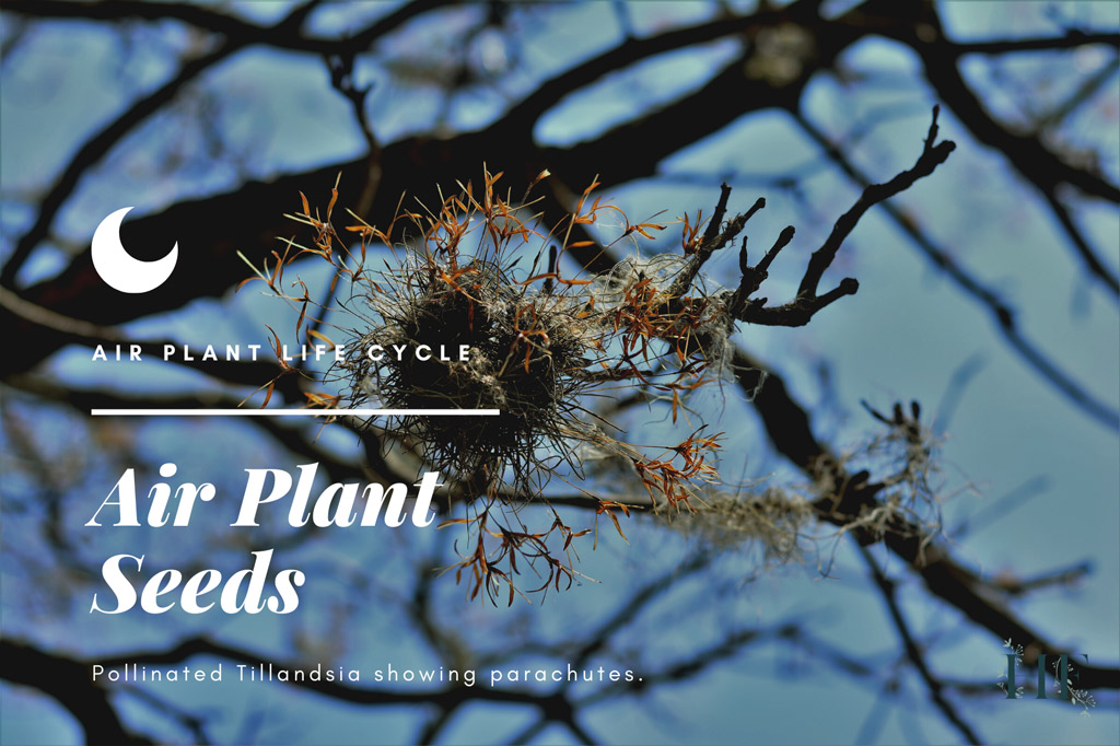 air-plant-seeds-parachutes