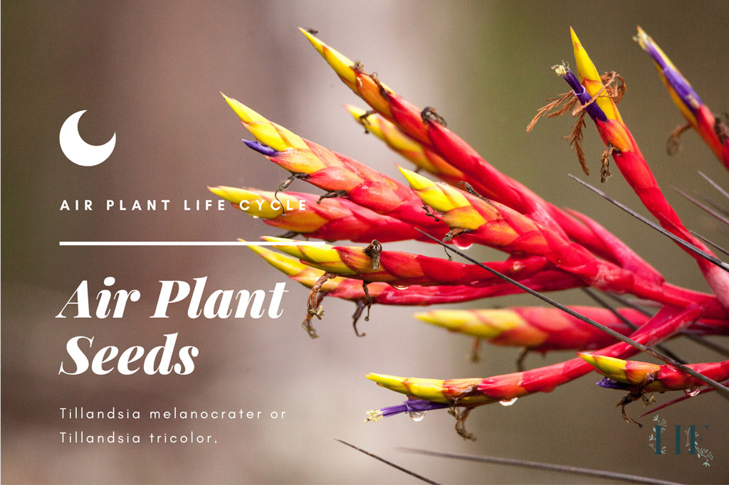 air-plant-seeds