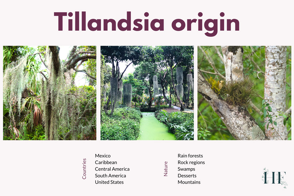 air-plant-tillandsia-origin