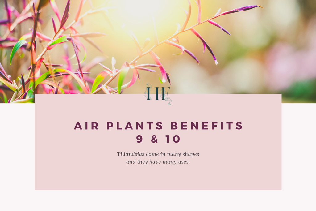 air-plant-uses