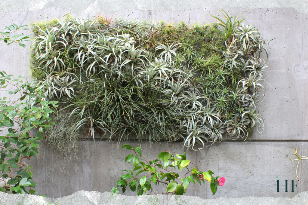 air-plant-wall