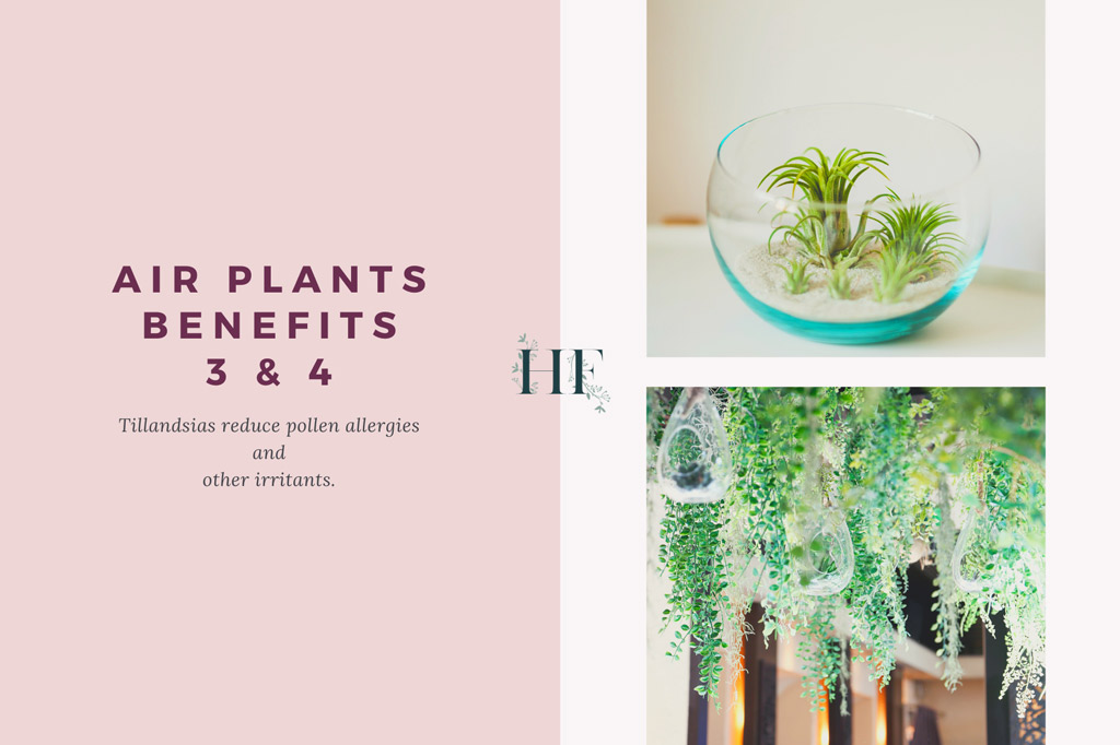 air-plants-reduce-allergies