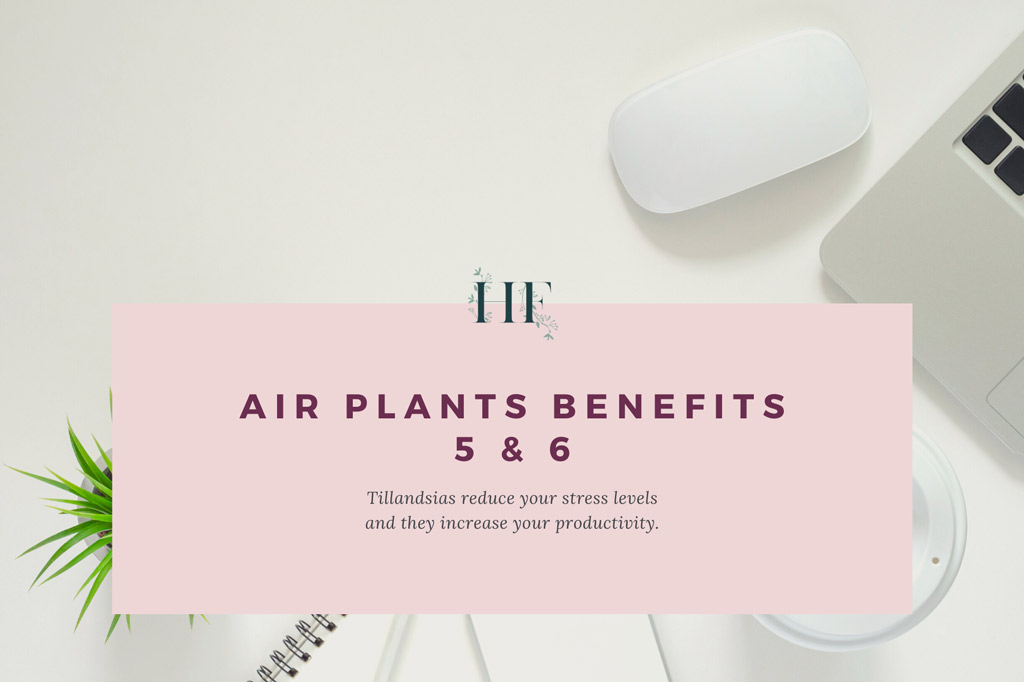 air-plants-reduce-stress-and-increase-productivity
