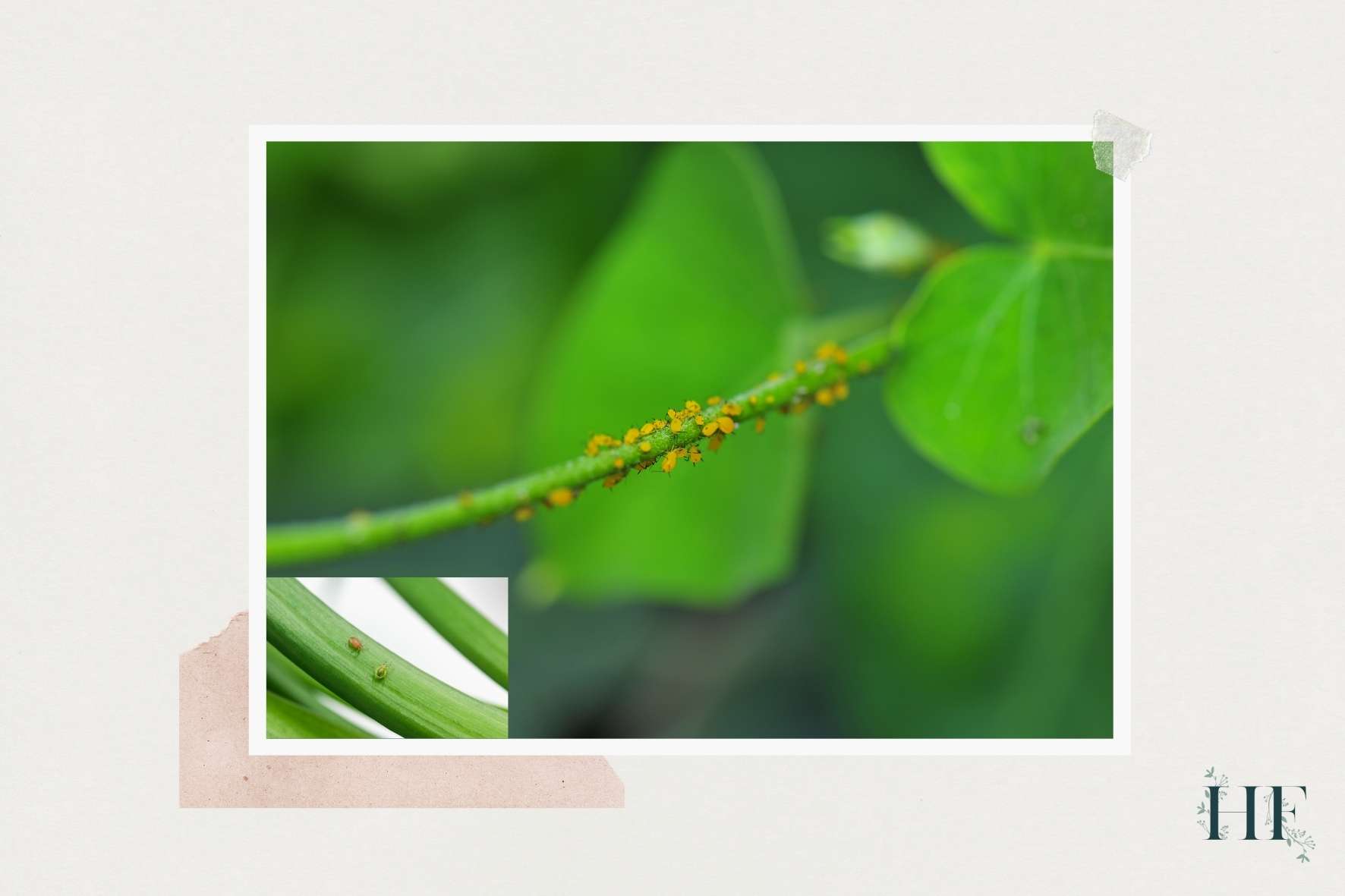 aphids-on-monstera
