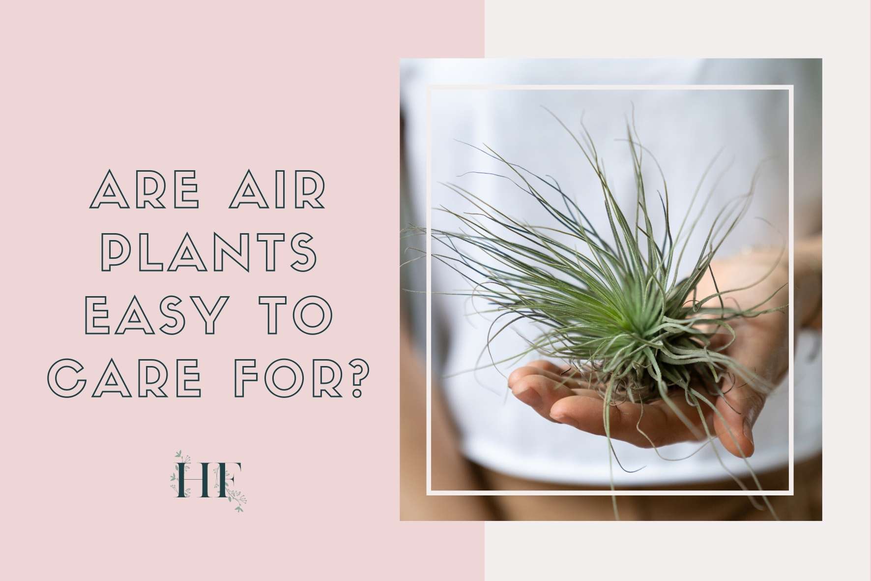 are-air-plants-easy-to-care-for