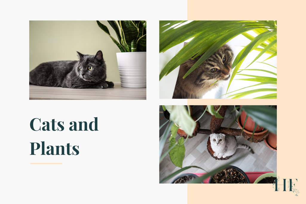 are-air-plants-poisonous-to-cats