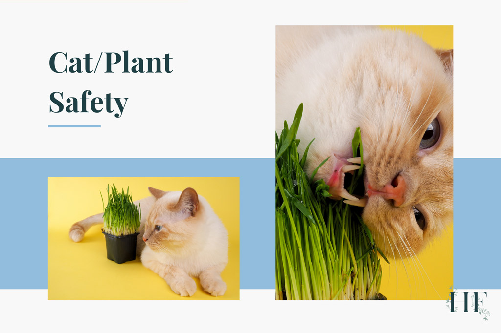 are-air-plants-safe-for-cats
