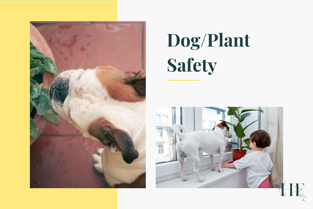 are-air-plants-safe-for-dogs