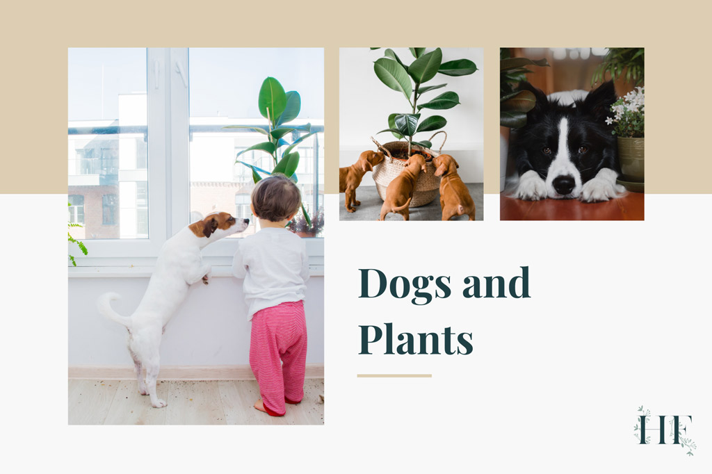 are-air-plants-toxic-for-dogs