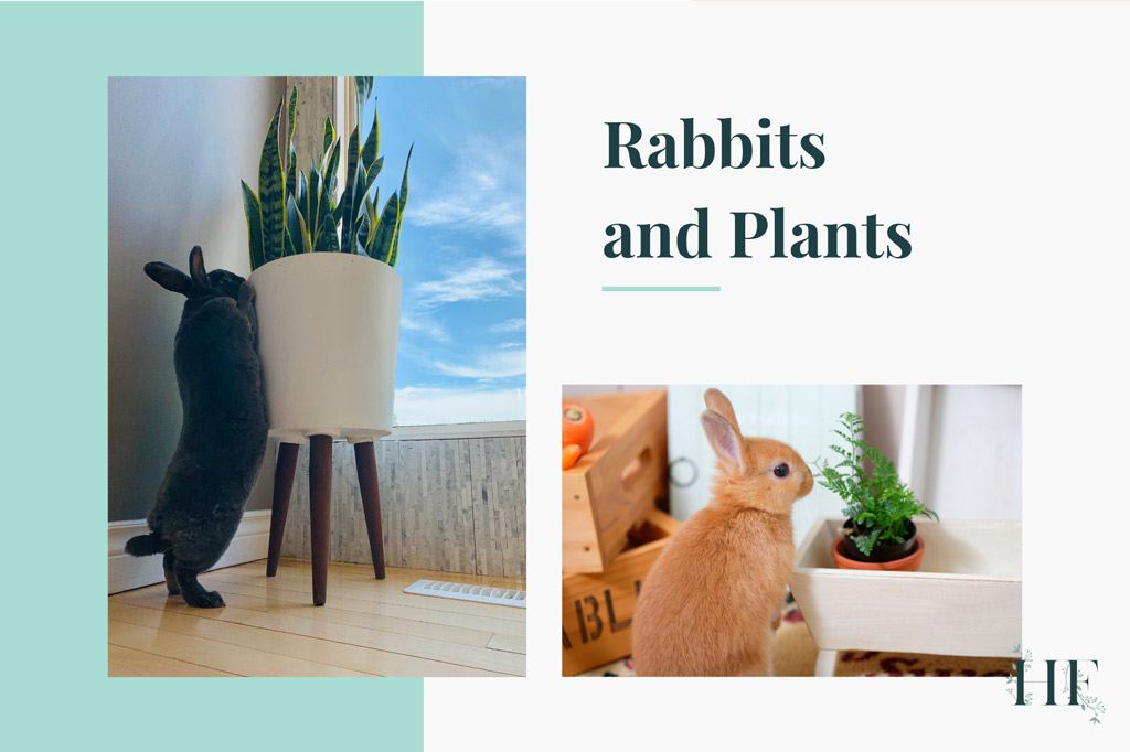 are-air-plants-toxic-to-rabbits
