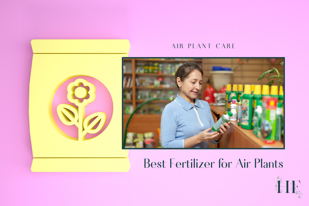 best-fertilizer-for-air-plants
