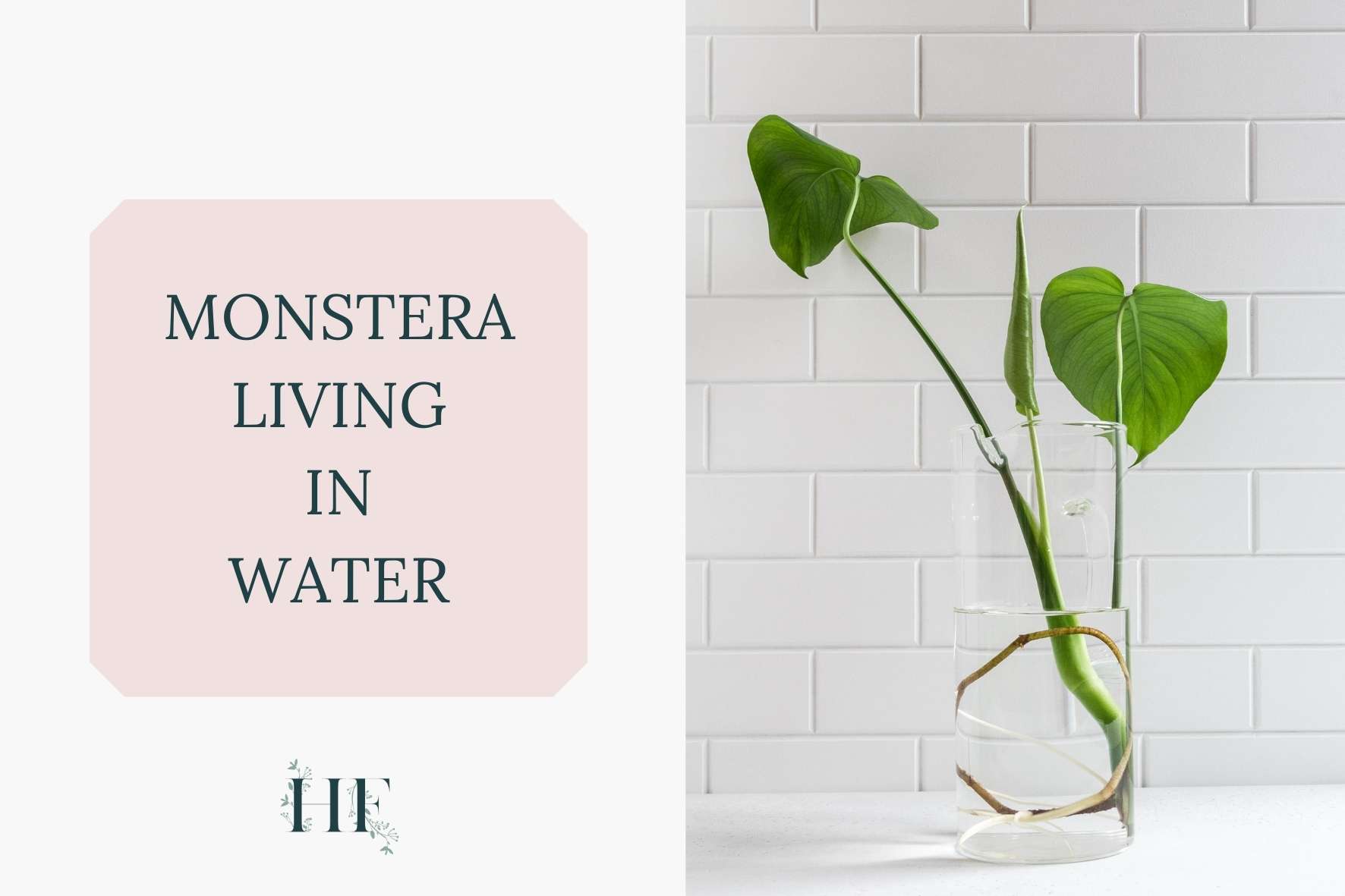 can-a-monstera-live-in-water