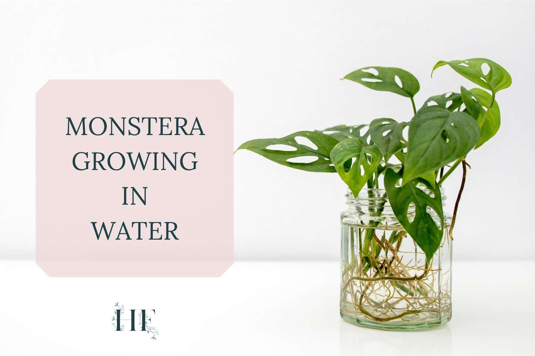 can-you-grow-monstera-in-water