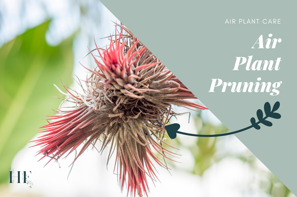 can-you-trim-an-air-plant