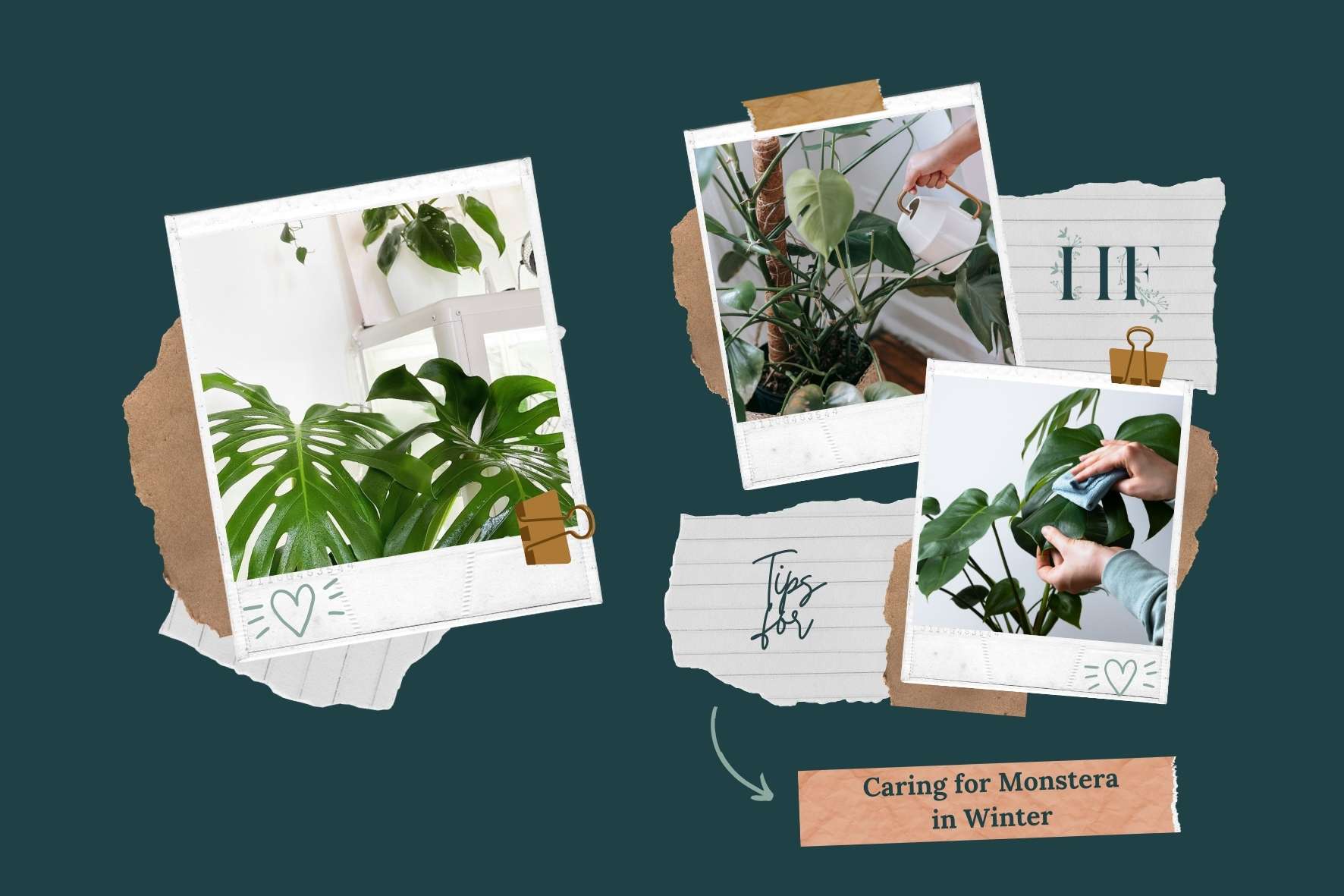 caring-for-monstera-in-winter