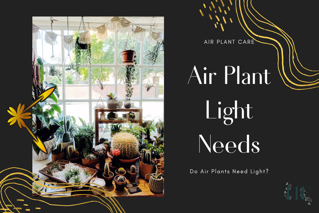 do-air-plants-need-light