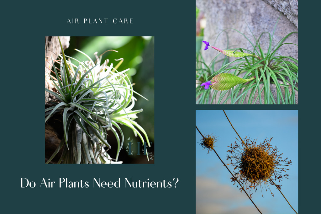 do-air-plants-need-nutrients