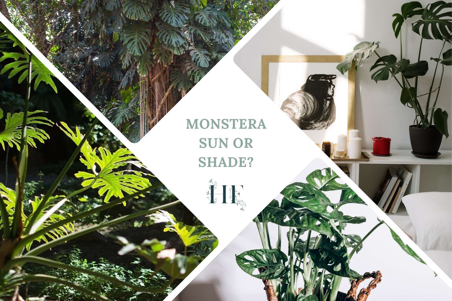 Does Monstera Like Sun