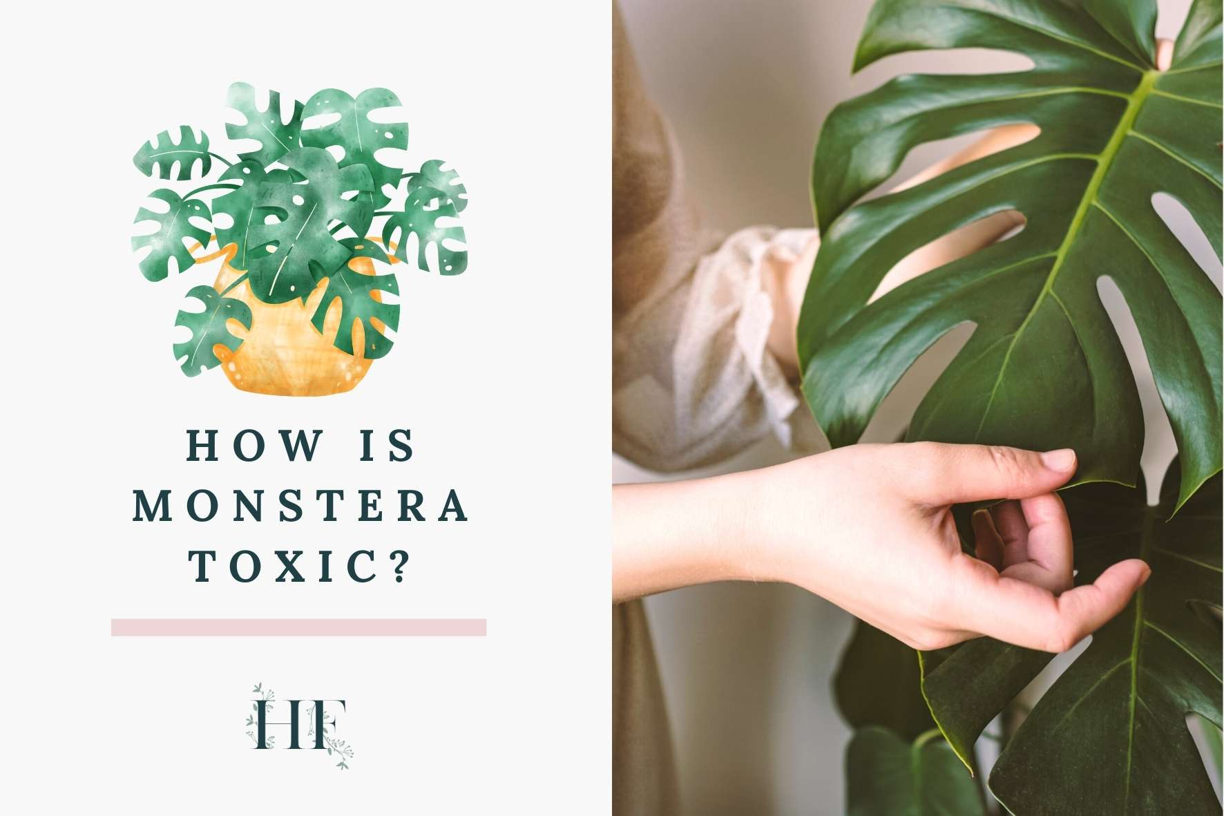 how-is-monstera-toxic