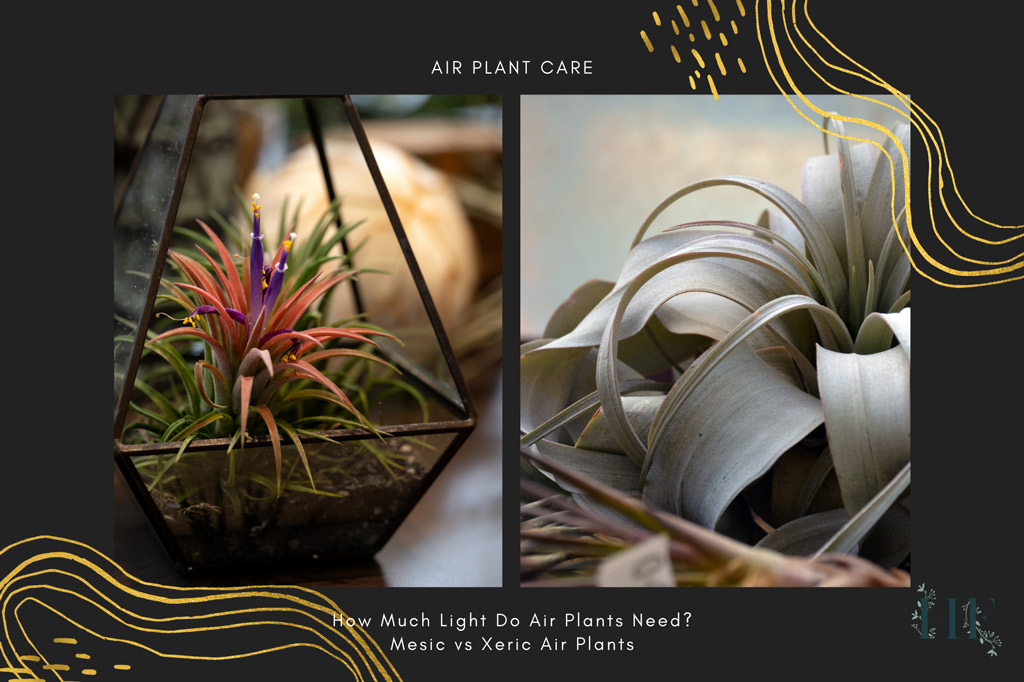 how-much-light-do-air-plants-need